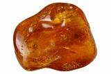 Detailed Fossil Dance Fly (Empididae) In Baltic Amber #166195-1